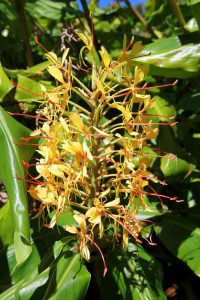 La Réunion. Fleur de longose (Hedychium flavescens) ou gingembre cheval. Cette Zingibéracée est une herbe vigoureuse et envahissante.