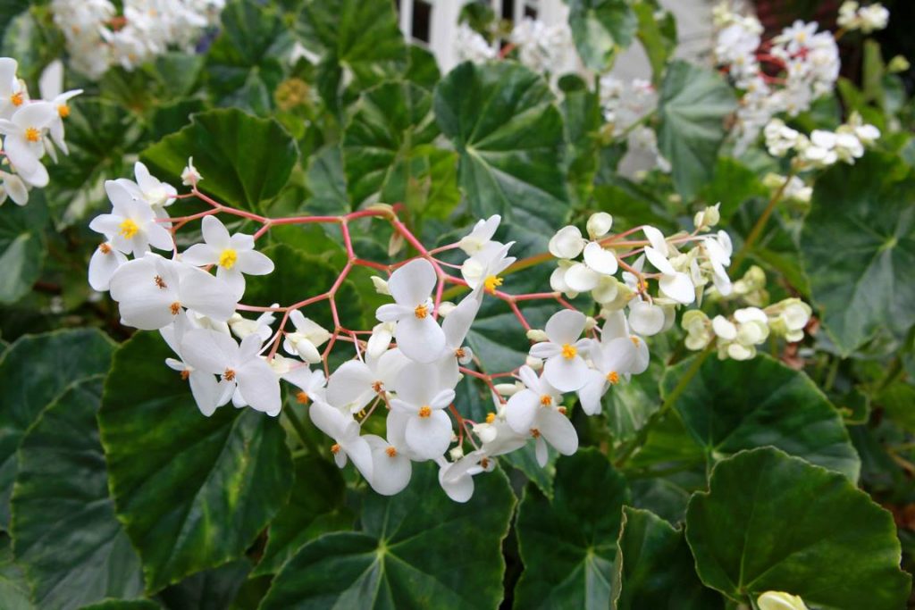 La Réunion. Oseille bois (Begonia obliqua).