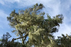 Plaine des Tamarins. En levant les yeux, on remarque les nombreuses touffes d’usnée barbue (ou barbe de Jupiter) qui s’accrochent aux branches. Ce lichen épiphyte signe l’absence de pollution des lieux.