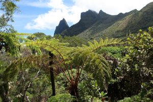 Vue sur le Morne de Fourche et le col des Boeufs. Au premier plan, une fougère arbustive ou Fanjan, endémique de La Réunion.