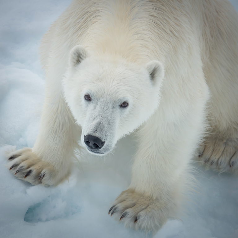 Groenland. Rencontre avec un ours blanc ou Nanuq en inuit