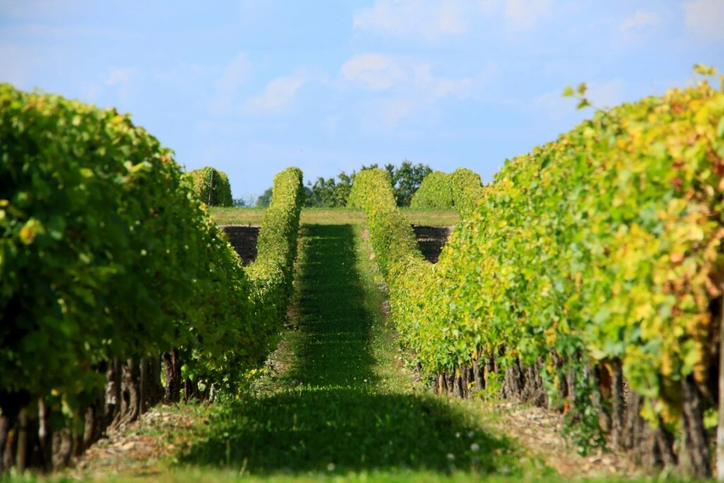 France. Charentes. Vineyards near Birac. OT des Charentes.