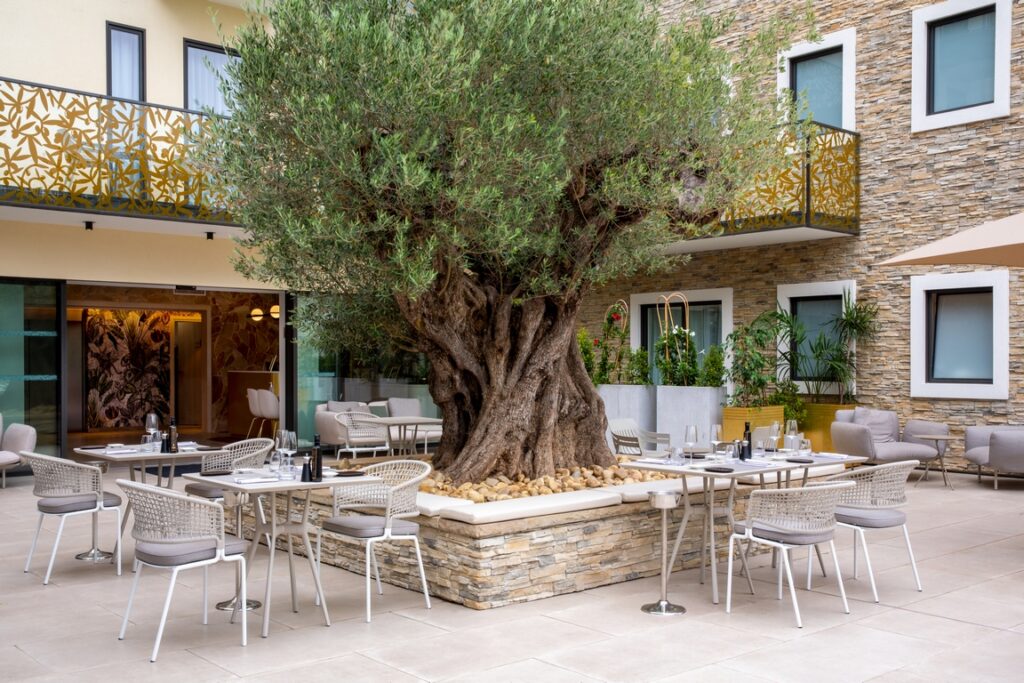 France. Mandelieu. Hôtel Ilot du Golf and its terrace planted with a centuries-old olive tree.