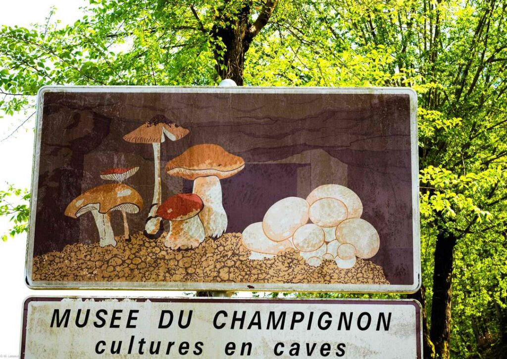 Loire Valley. Mushroom museum.