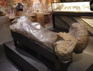 Angoulêle. fémur de turiasaure, un sauropode géant de plus de 40 tonnes et 30 mètres de long, découvert sur le site d’Angeac-Charente par Maxime Lasseron.