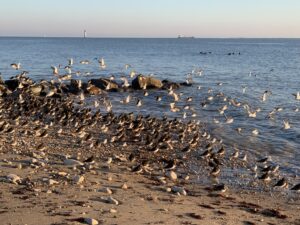 The island of Ré is home to many species of birds, thanks to its marshes and the mudflats of the Fier d'Ars.