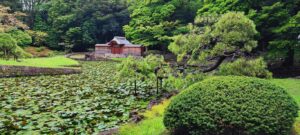 Tokyo. Koishikawa Korakuen Garden. The pond to the east is covered with water lilies and lined with twisted pine trees supported by props.