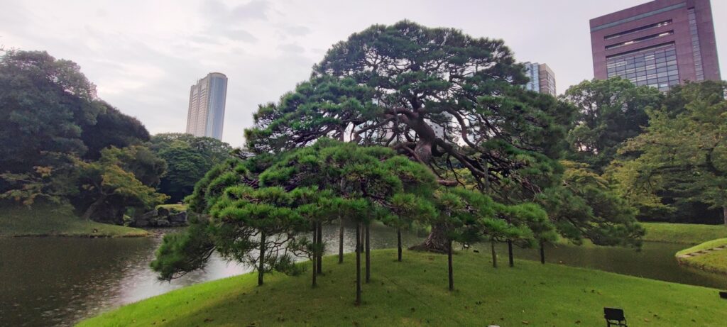 Tokyo. An old pine supported by numerous props in the garden of Koishikawa Korakuen. 