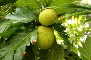 Île de Fakarava. L'arbre à pain (Artocarpus altilis) est un arbre de la famille des Moracées dont le fruit, 'uru, est très prisé des Marquisiens. B. Postel.