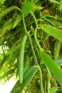 La vanille de Tahiti est un produit d'exception, plus grosse, plus charnue que la vanille Bourbons. B.Postel.