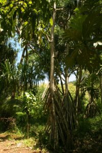Polynésie. Le pandanus a des racines-échasses qui servent d'ancrage à la plante. Elles sont utilisées en usage externe pour soulager les rhumatismes. B. Postel.