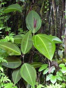 Tahiti. Polynésie. Le Miconia calvescens est devenu le "cancer vert" de Tahiti. Ses graines sont dispersées par les oiseaux et par l’eau. Forest & Kim Starr/Commons.