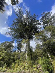 Nouvelle-Zélande. Le Kauri, de son nom scientifique Agathis australis, est un conifère faisant partie des arbres les plus anciens au monde. Son abattage est aujourd'hui est formellement interdit. Rémi Barbier.
