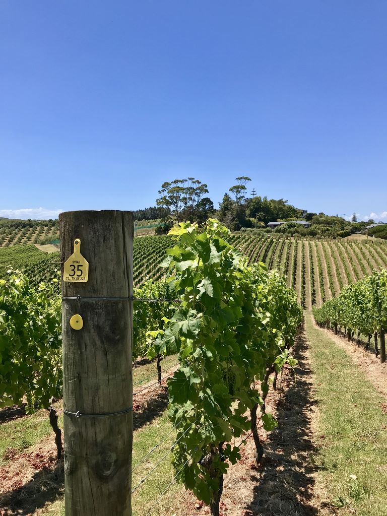 Nouvelle-Zélande. L'île de Waiheke Island L'île de Waiheke ne compte pas moins de 32 vignobles. M. Lasseur.