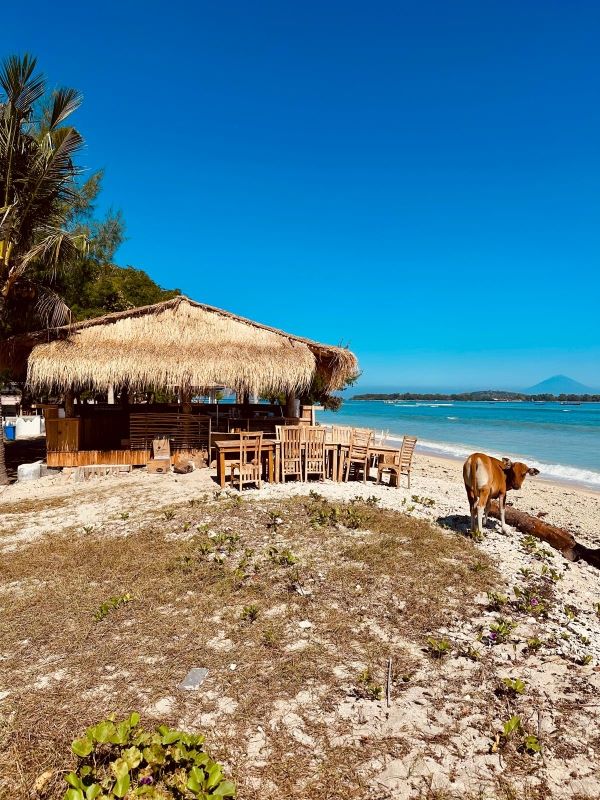 Indonesia.  Gili Air: the only warung (tourist hut) where you can drink coconut juice... with a cow as your neighbour.