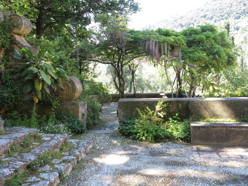 France. Menton. The Serre de la Madone garden is home to several species of wisteria, including a Wisteria floribunda 'Violacea plena' with long clusters and Wisteria multijuga 'Rosea' with pale pink inflorescences.