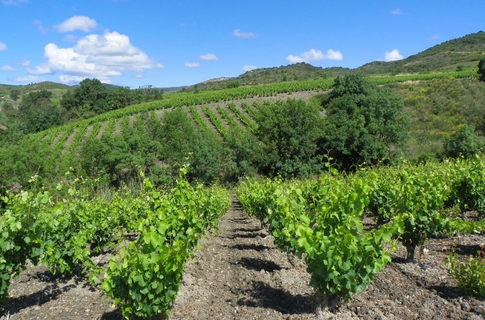 Wine tourism in the Languedoc (2) : Carcassonne - Limoux - Saint-Hilaire Abbey - Clos Teisseire