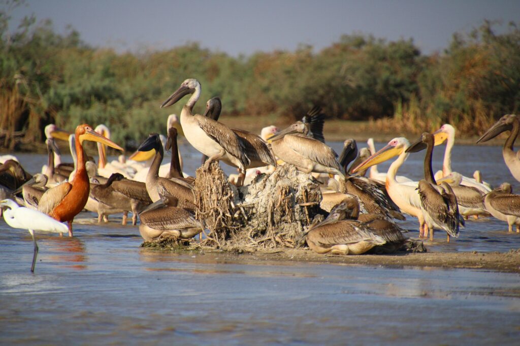 Senegal. In the heart of Djoudj National Bird Sanctuary, pelicans, flamingos and cormorants create a vibrant ballet on the waters of the Senegal River.