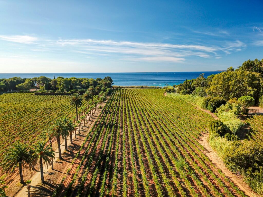 France. Là où les vignes regardent la mer, le Domaine Madrague à la Croix Valmer cultive l'essence même du Golfe de Saint-Tropez. © Domaine Madrague.